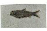 Large, Fossil Fish (Knightia) - Green River Formation #189262-1